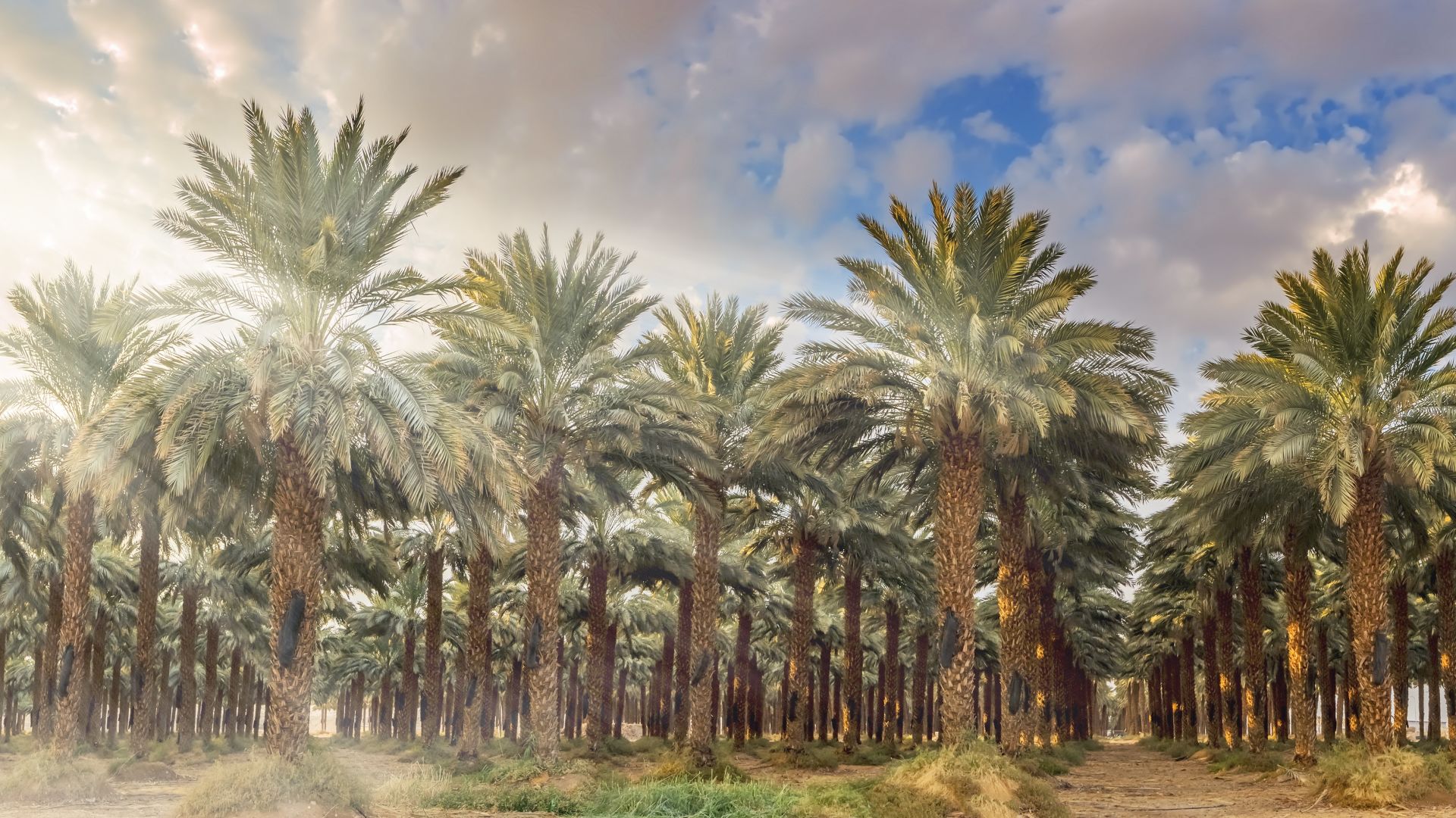 A Group Of Date Palm Trees