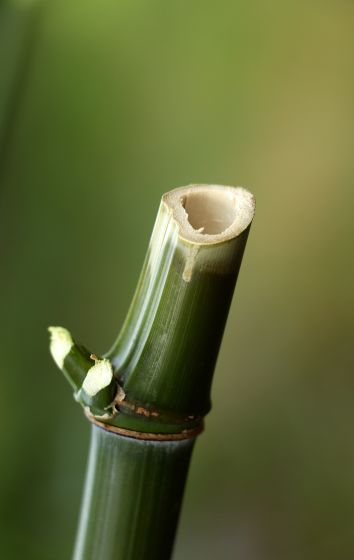 A Close-up Of Bamboo