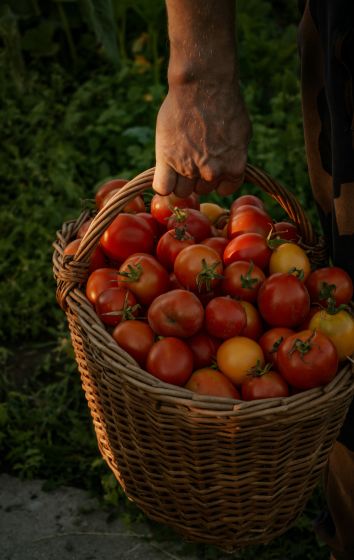 A Basket Of Tomatoes