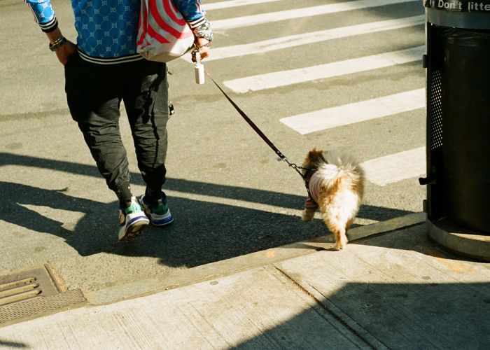 A Dog On A Leash On A Leash On A Sidewalk