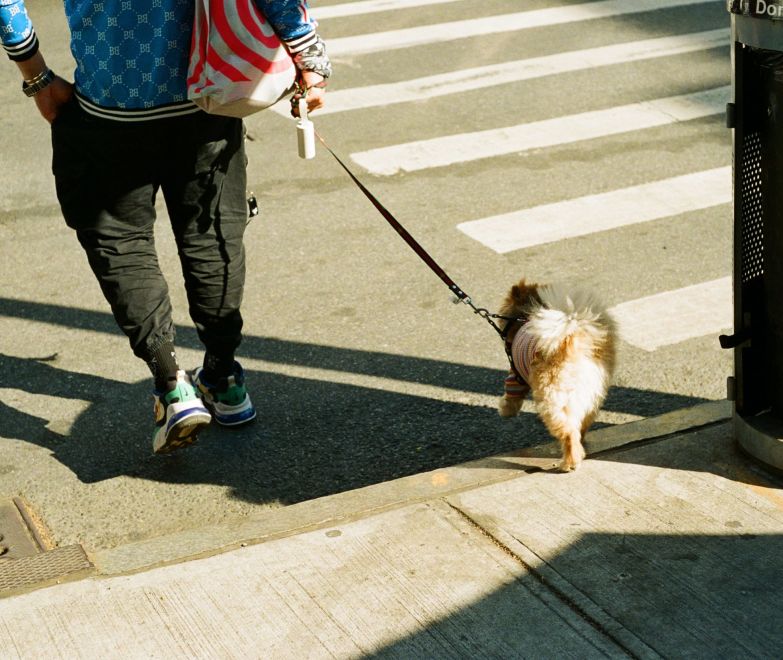 A Dog On A Leash On A Leash On A Sidewalk