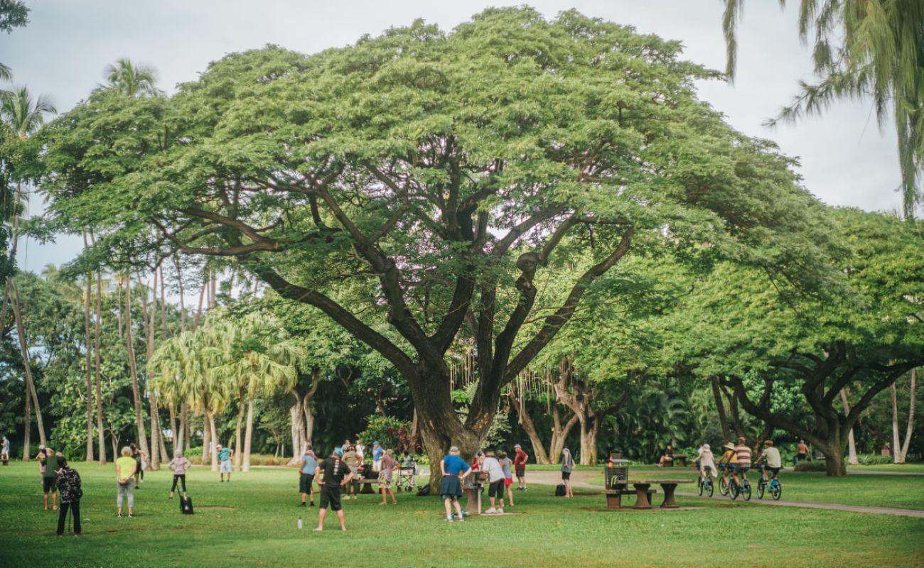 A Group Of People Walking Around A Large Tree