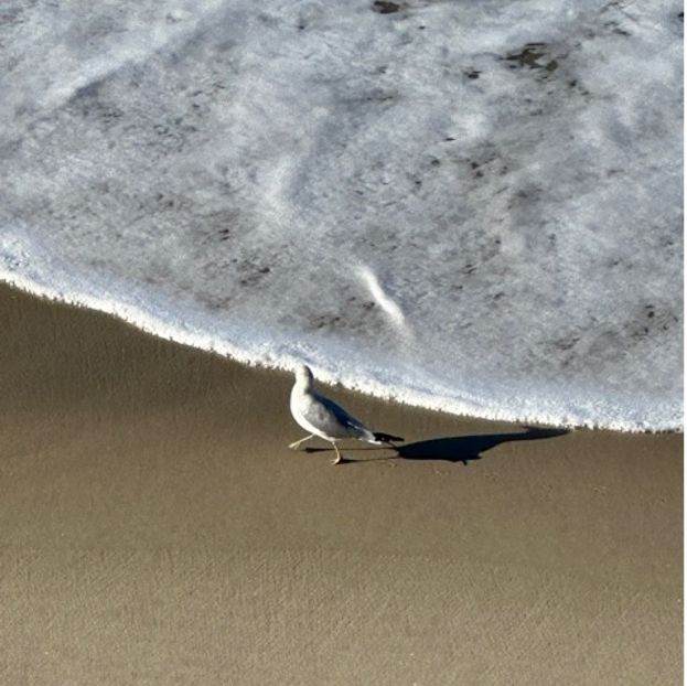 A Bird On The Sand