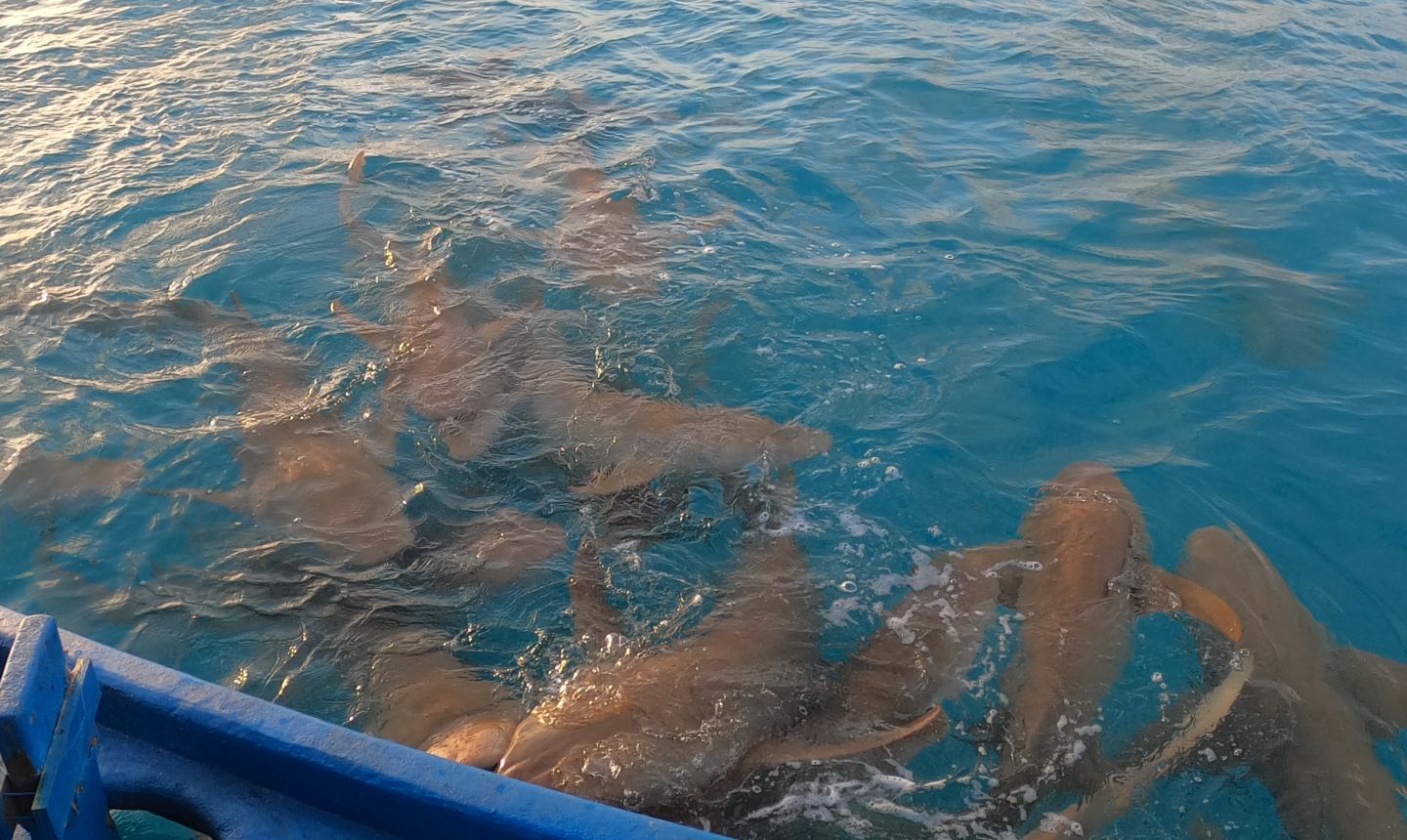 Sunset Shark Watching